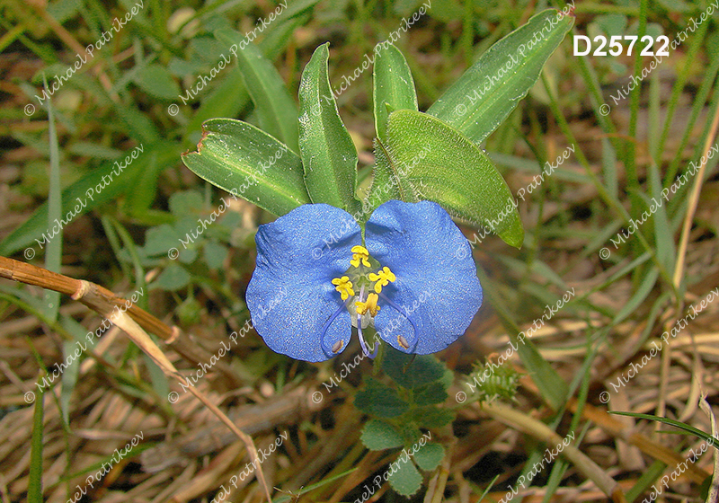 Commelina erecta (Whitemouth Dayflower, Commelinaceae)